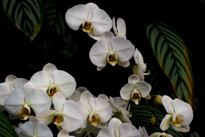 dsc_5083a.jpg