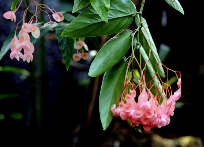 dsc_5085a.jpg