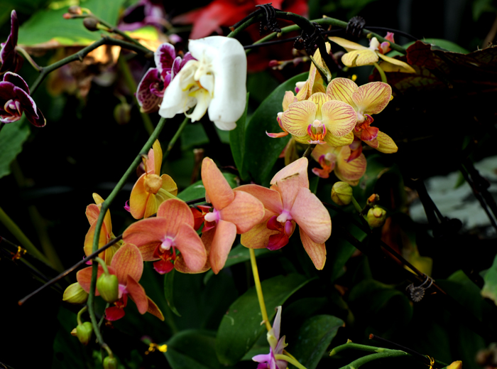 dsc_5087a.jpg