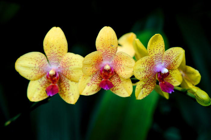 dsc_5088a.jpg
