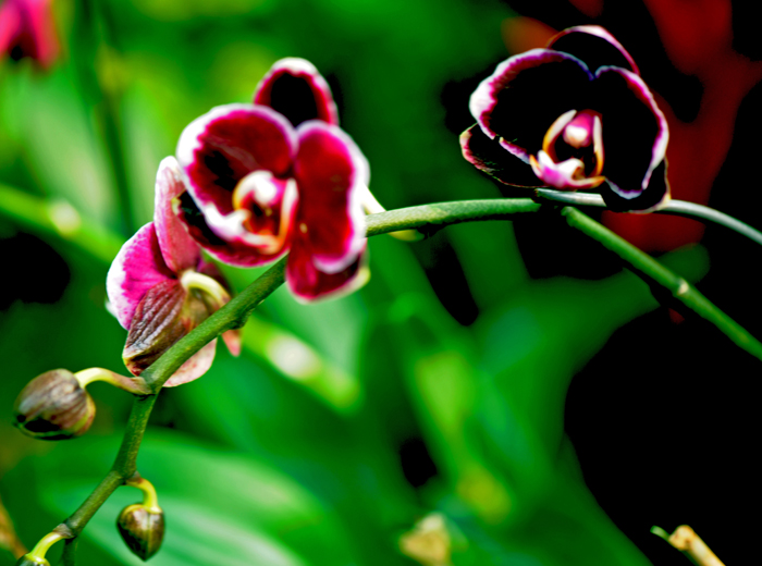 dsc_5089a.jpg