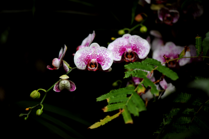 dsc_5090a.jpg