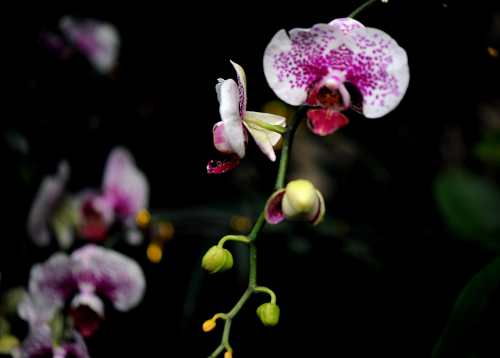 dsc_5091a.jpg