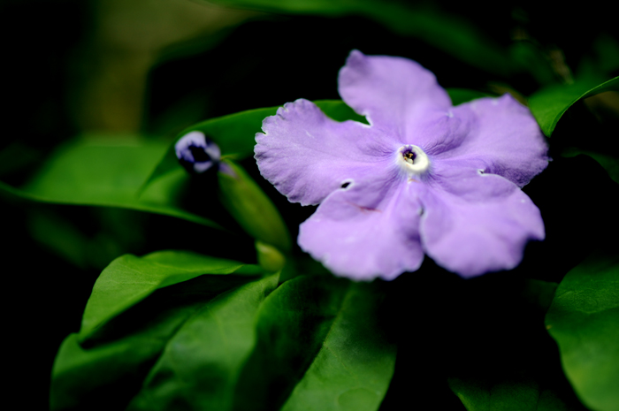 dsc_5092a.jpg
