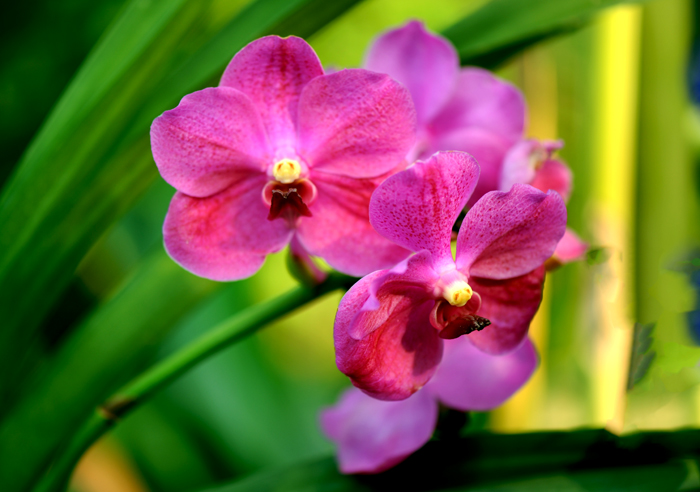 dsc_5094a.jpg