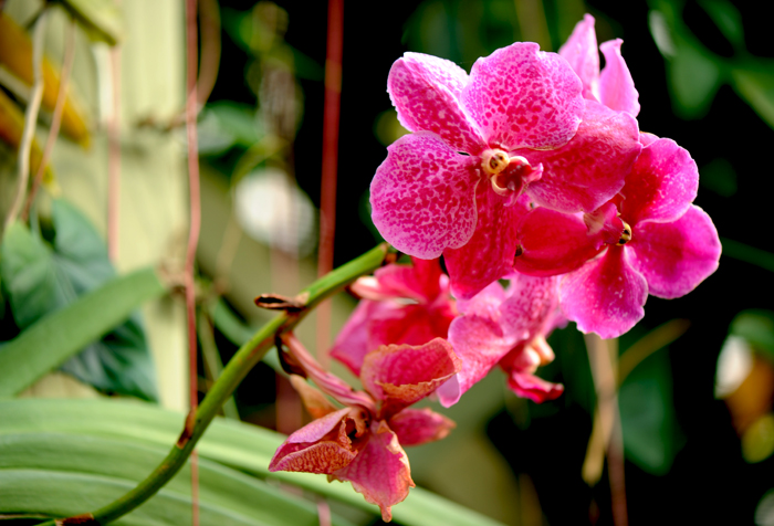 dsc_5098a.jpg