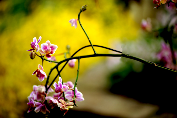 dsc_5099a.jpg