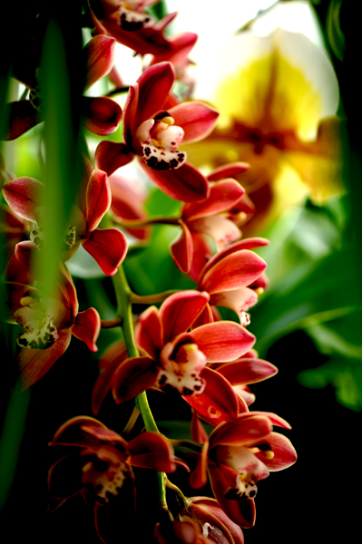 dsc_5100a.jpg