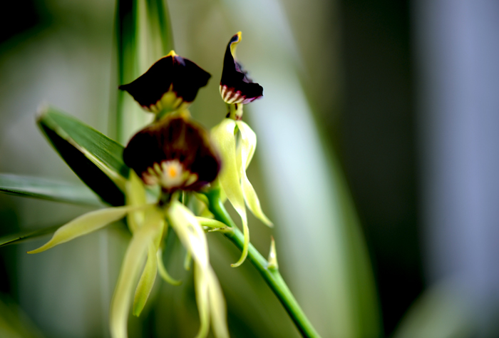 dsc_5102a.jpg