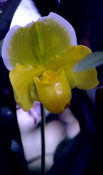 dsc_5103a.jpg