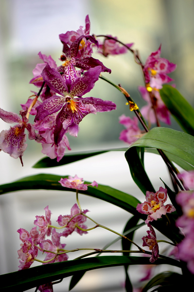 dsc_5104a.jpg