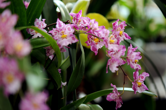 dsc_5105a.jpg