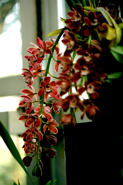 dsc_5106a.jpg