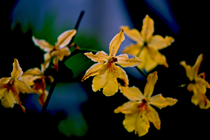 dsc_5107a.jpg