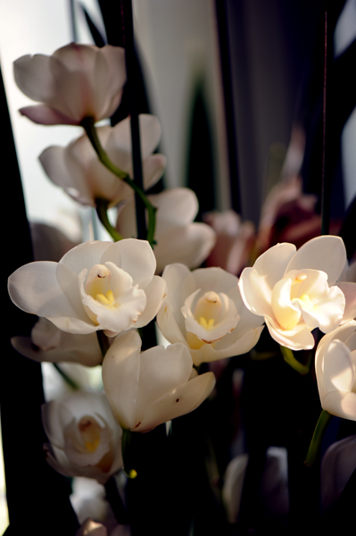 dsc_5108a.jpg