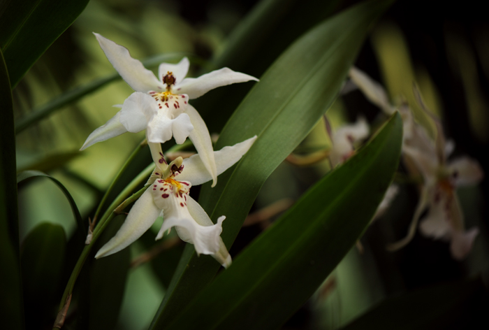 dsc_5112a.jpg