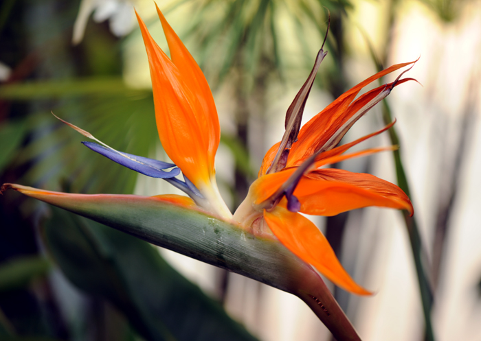 dsc_5113a.jpg