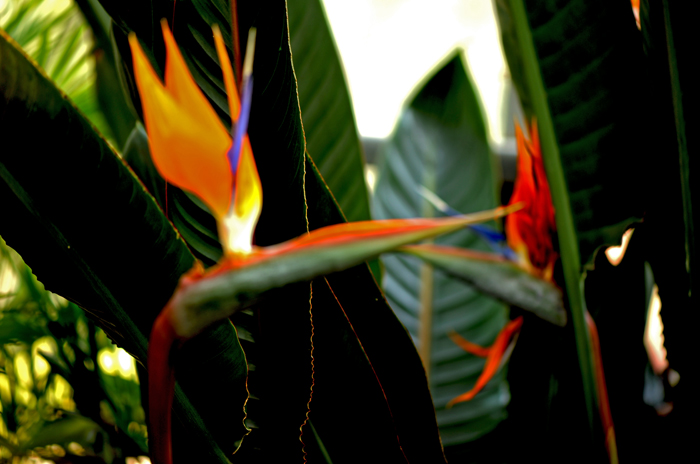 dsc_5114a.jpg
