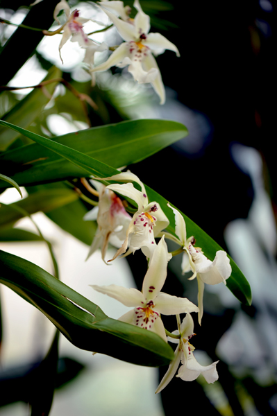 dsc_5115a.jpg