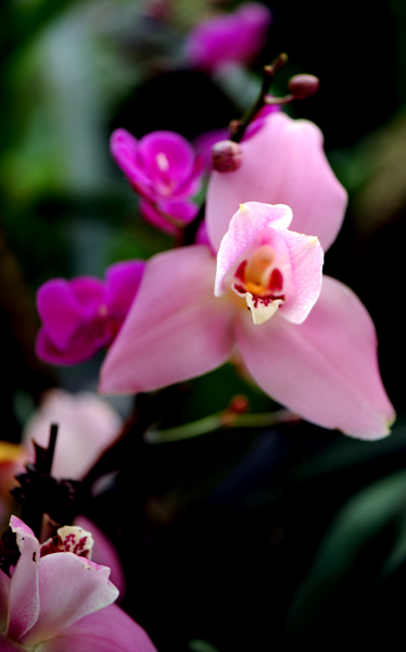 dsc_5117a.jpg