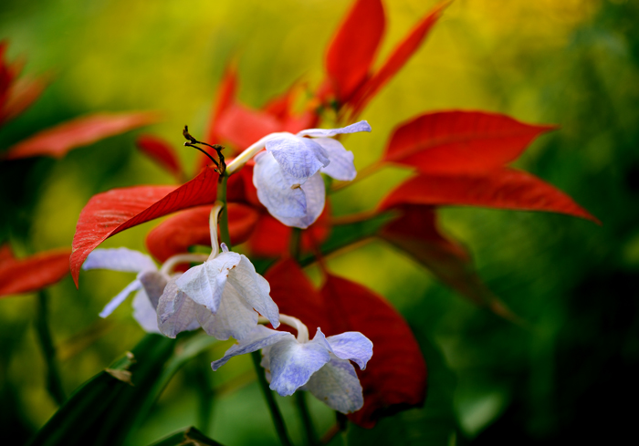 dsc_5116a.jpg