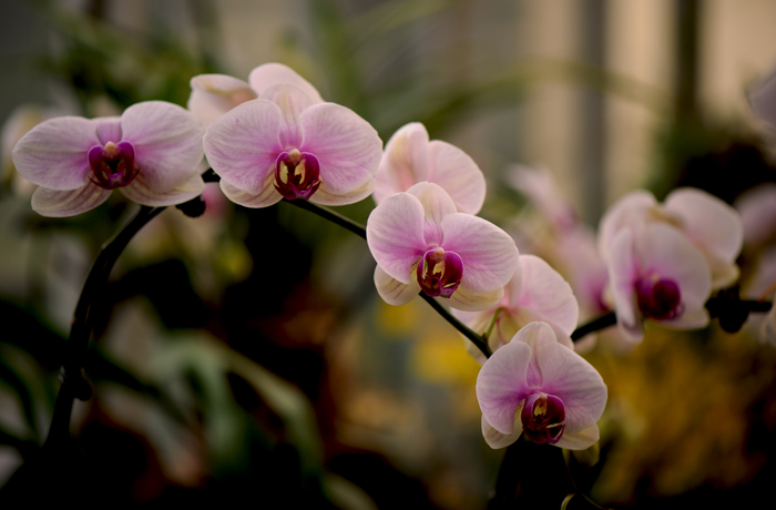 dsc_5118a.jpg