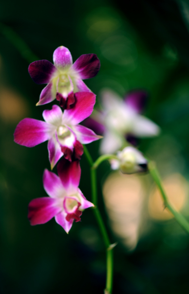 dsc_5139a.jpg