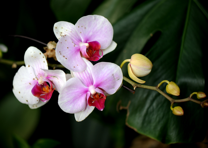 dsc_5140a.jpg