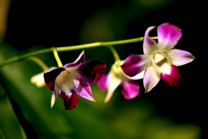 dsc_5141a.jpg