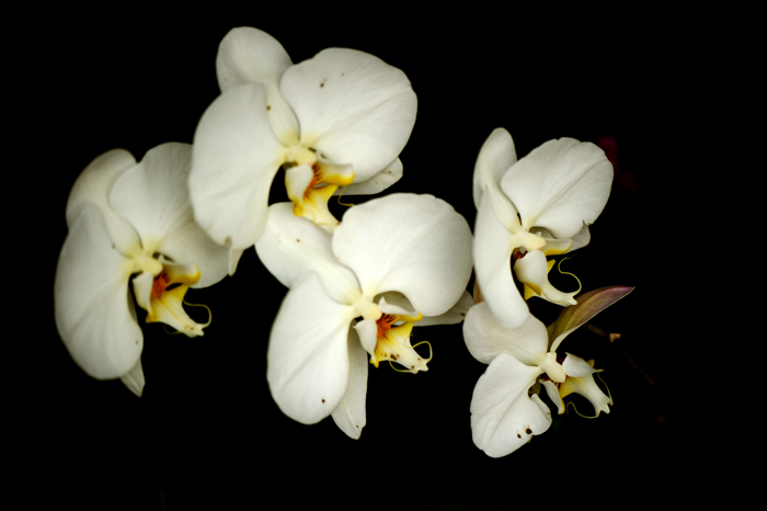 dsc_5142a.jpg
