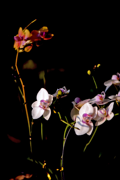 dsc_5143a.jpg