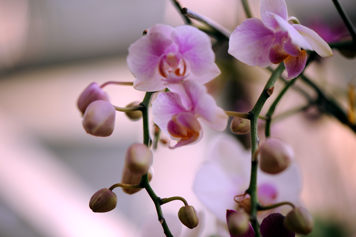 dsc_5144a.jpg