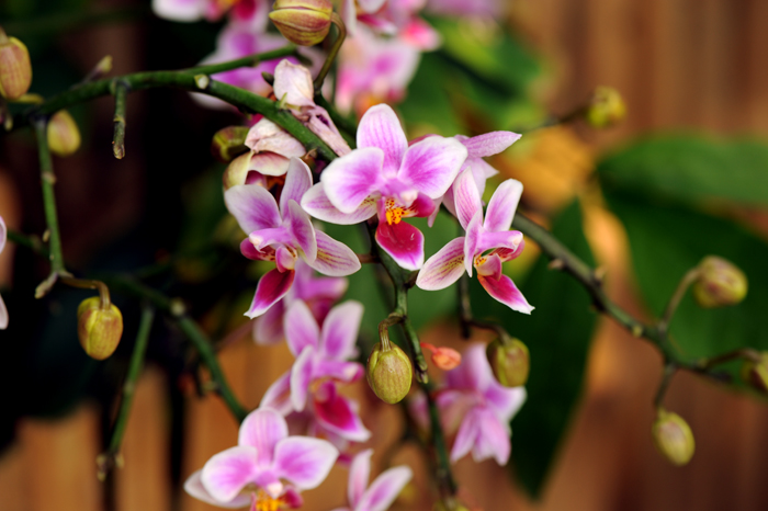 dsc_5147a.jpg