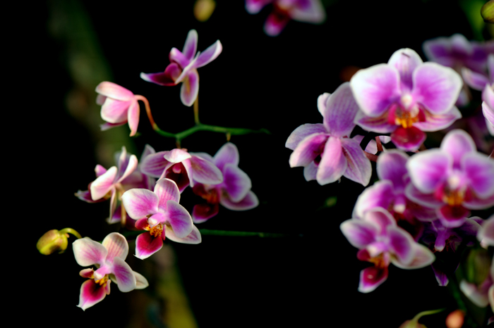 dsc_5151a.jpg