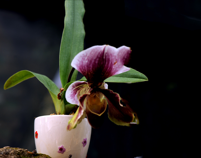 dsc_5152a.jpg
