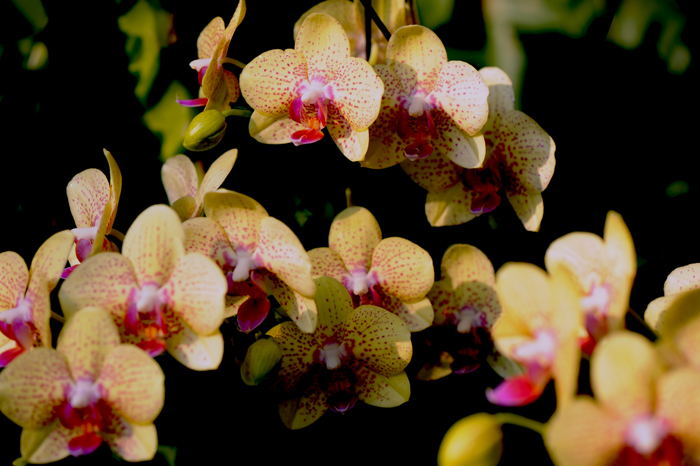 dsc_5157a.jpg