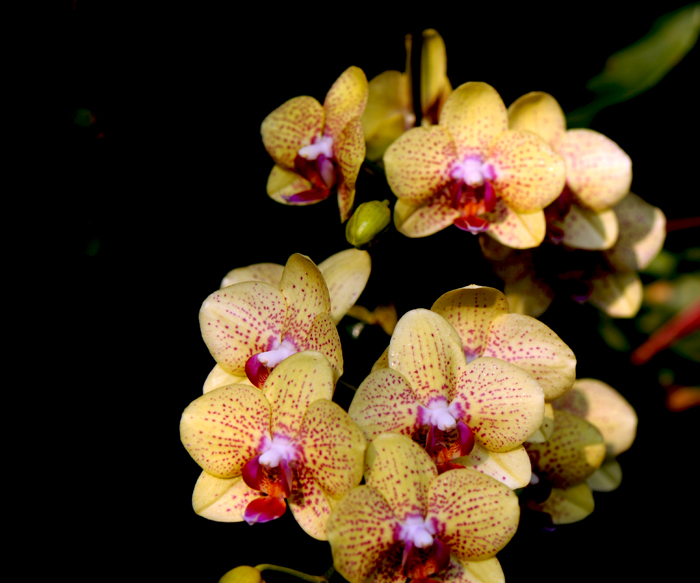 dsc_5158a.jpg