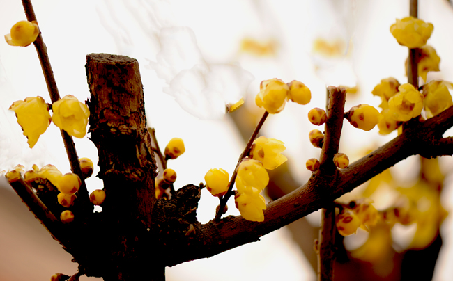 dsc_4801a.jpg