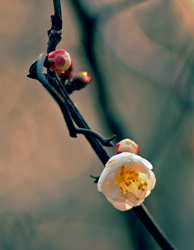 dsc_4808a.jpg