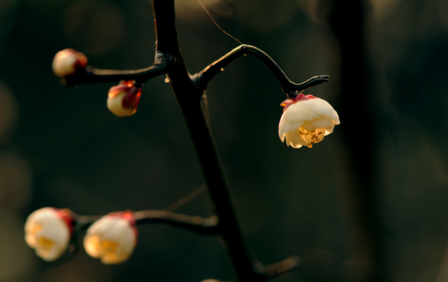 dsc_4809a.jpg