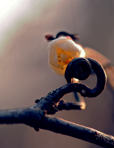 dsc_4811a.jpg