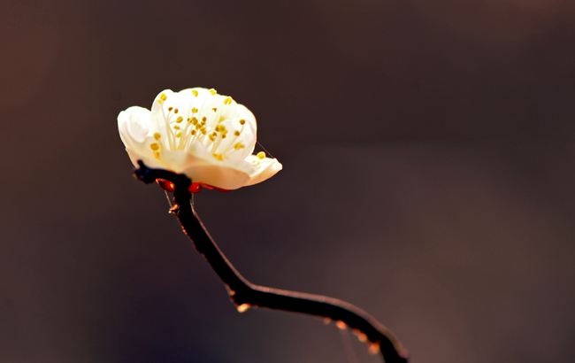 dsc_4814a.jpg