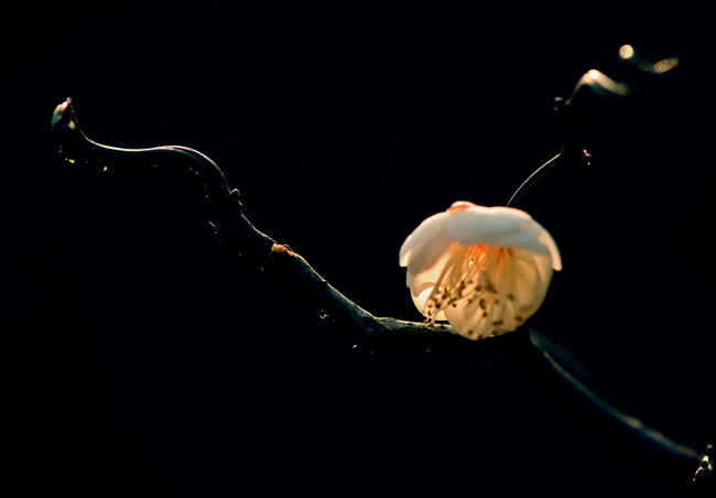 dsc_4819a.jpg