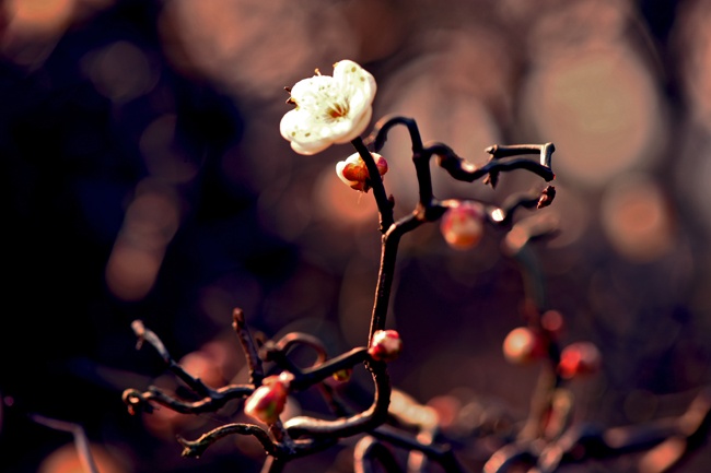 dsc_4822a.jpg