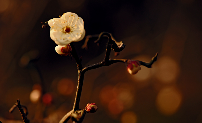 dsc_4827a.jpg