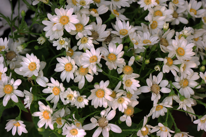 dsc_5168a.jpg