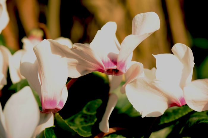 dsc_5171a.jpg