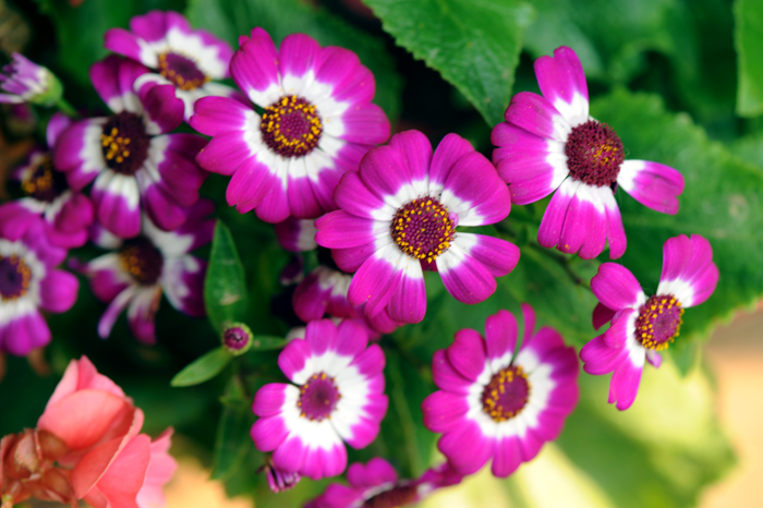 dsc_5172a.jpg