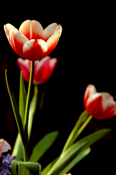 dsc_5178a.jpg