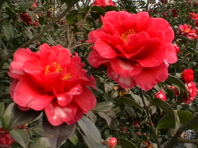 imga0249.jpg